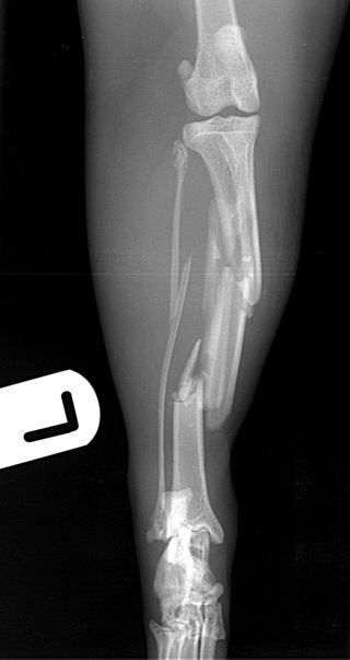  cat with comminuted fractures of the tibia, fibula and calcaneus